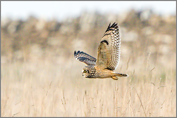 Short-eared Owl (Asio flammeus).