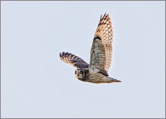 Short-eared Owl (Asio flammeus), Worcestershire, January 2016