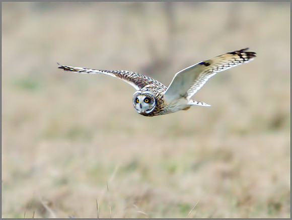 Short-eared Owl, Northamptonshire, 11 January 2012