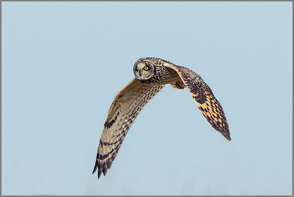 Short-eared Owl (Asio flammeus).