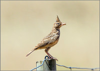 Thekla Lark (Galerida theklae), Mallorca, May 2015
