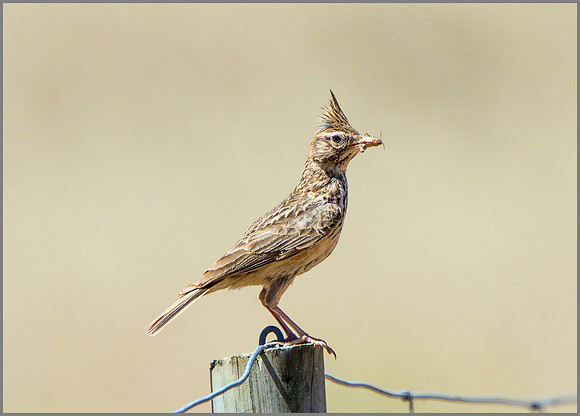 Thekla Lark (Galerida theklae), Mallorca, May 2015