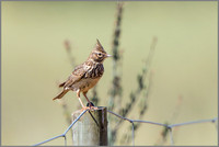 Thekla Lark (Galerida theklae), Mallorca, May 2015