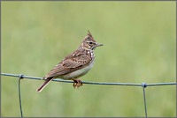 Thekla Lark (Galerida theklae), Mallorca, May 2016