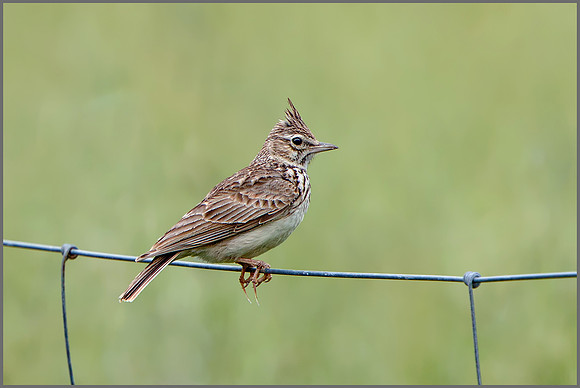 Thekla Lark (Galerida theklae), Mallorca, May 2016