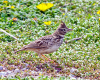 Thekla Lark (Galerida theklae), Mallorca, May 2010