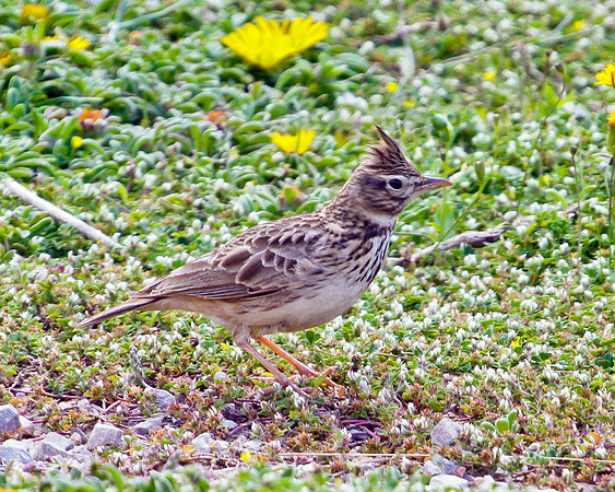 Thekla Lark (Galerida theklae), Mallorca, May 2010