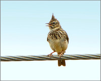 Thekla Lark (Galerida theklae), Mallorca, May 2014