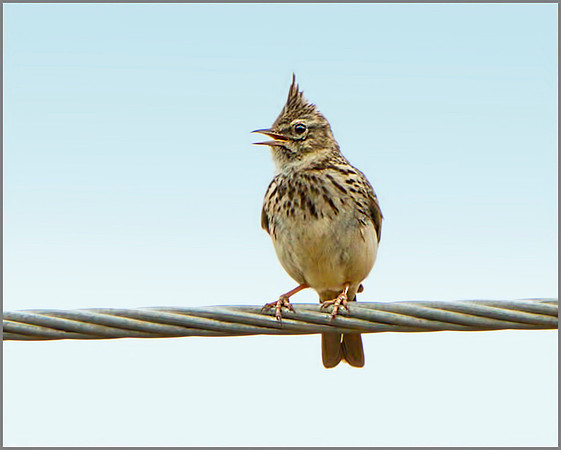 Thekla Lark (Galerida theklae), Mallorca, May 2014