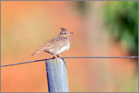 Thekla Lark (Galerida theklae), Mallorca, May 2015