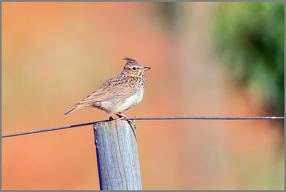Thekla Lark (Galerida theklae), Mallorca, May 2015