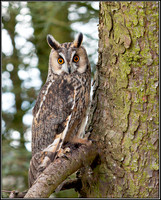 Long-eared Owl, Mid-Wales Falconry Centre, February 2009