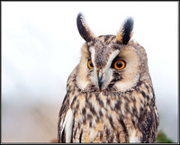 Long-eared Owl, Mid-Wales Falconry Centre, February 2009