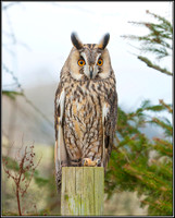 Long-eared Owl, Mid-Wales Falconry Centre, February 2009