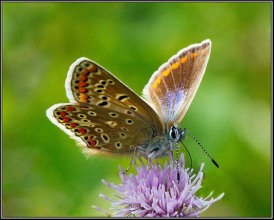 Female Common Blue, Upton Warren Moors, 26 July 2011