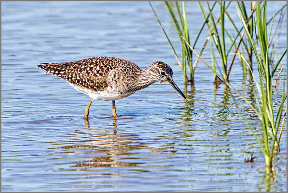Wood Sandpiper (Tringa glareola), Mallorca, May 2015