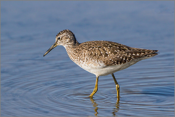 Wood Sandpiper (Tringa glareola), Mallorca, May 2015