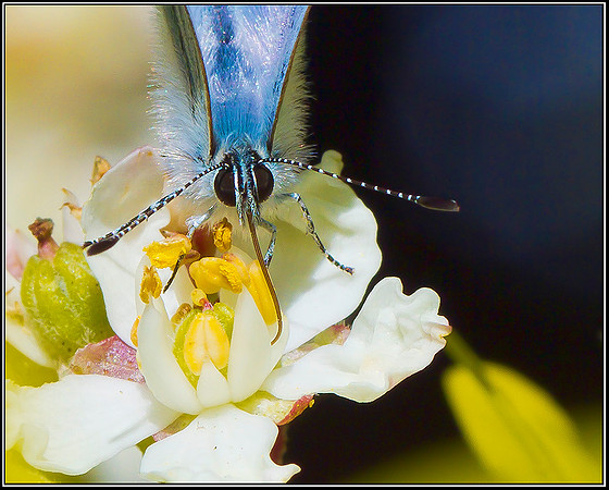 Common Blue, Garden, 11 May 2012