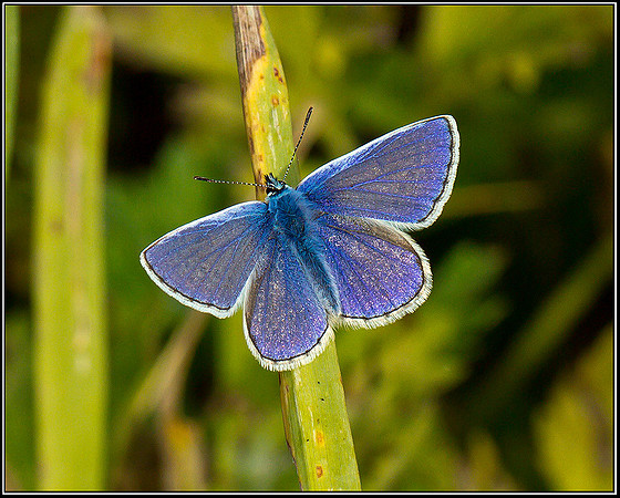 Male Common Blue, Bromsgrove, 19 August 2011
