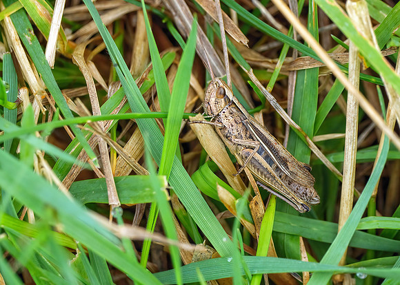 Lesser Marsh Grasshopper - Chorthippus albomarginatus, Charlecote Park, August 2020