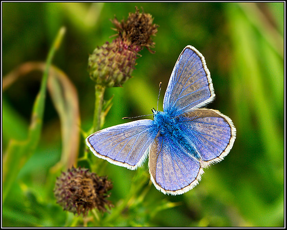 Common Blue, Bromsgrove, 23 August 2011