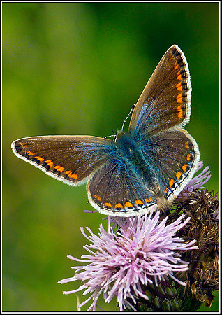 Female Common Blue, Upton Warren Moors, 26 July 2011