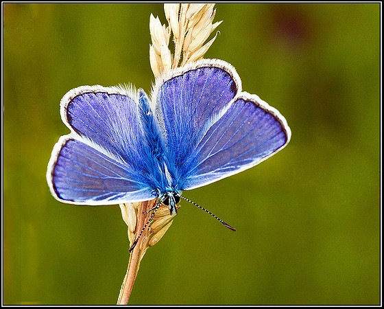 Common Blue, Bromsgrove_22 July 2011 web