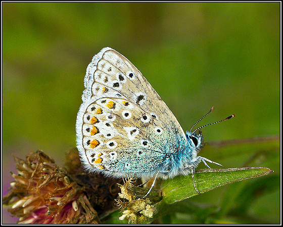 Male Common Blue, Bromsgrove, 19 August 2011