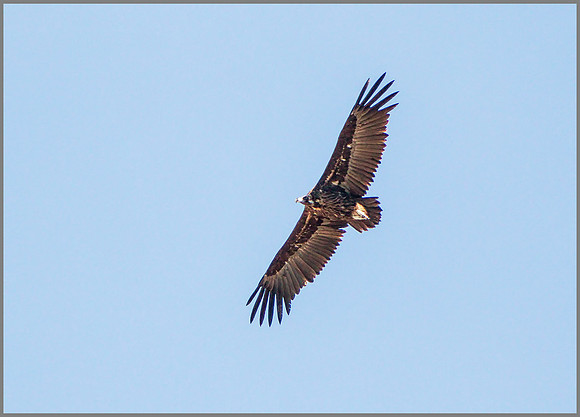 Eurasian Black Vulture (Aegypius monachus), Mallorca, May 2015