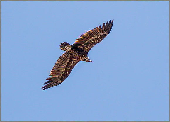 Eurasian Black Vulture (Aegypius monachus), Mallorca, May 2015