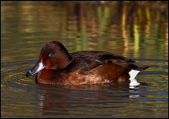 Ferruginous Duck, Slimbridge WWT, 11 February 2010