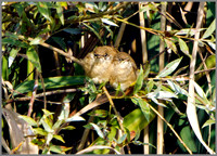 Juvenile Reed Warblers (Acrocephalus scirpaceus), Upton Warren NR, July 2014