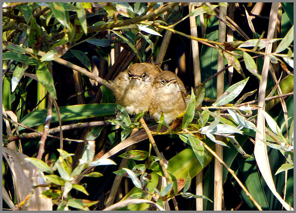Juvenile Reed Warblers (Acrocephalus scirpaceus), Upton Warren NR, July 2014
