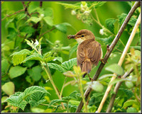 Reed Warbler, Upton Warren Moors, June 2010
