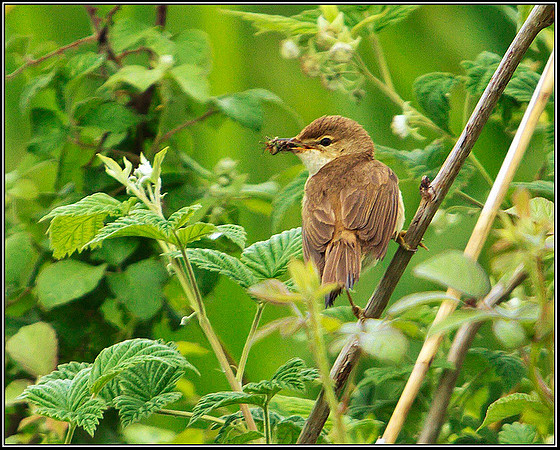 Reed Warbler, Upton Warren Moors, June 2010
