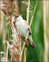 Reed Warbler, Upton Warren Moors, 22 May 2009