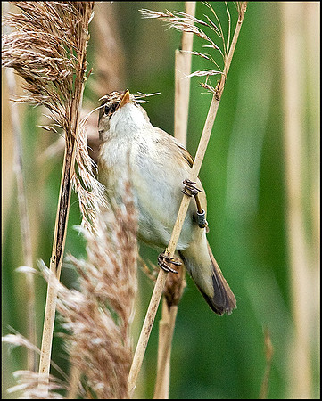 Reed Warbler, Upton Warren Moors, 22 May 2009