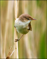 Reed Warbler, Upton Warren Moors, 22 May 2009
