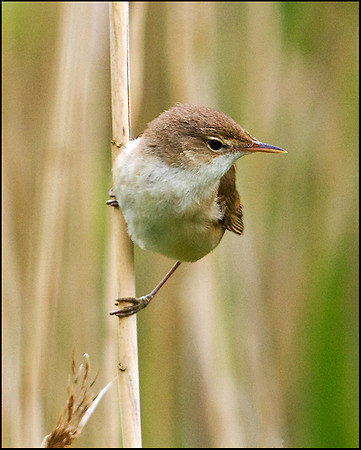 Reed Warbler, Upton Warren Moors, 22 May 2009