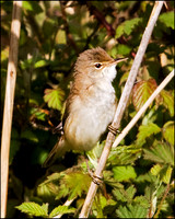 Reed Warbler, Upton Warren Moors, 01 May 2009