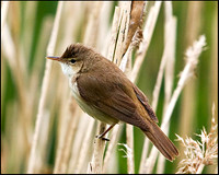 Reed Warbler, Upton Warren Moors, 22 May 2009