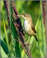 Reed Warbler (Acrocephalus scirpaceus), Upton Warren NR, July 2014