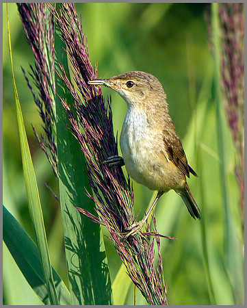 Reed Warbler (Acrocephalus scirpaceus), Upton Warren NR, July 2014