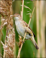 Reed Warbler, Upton Warren Moors, 22 May 2009