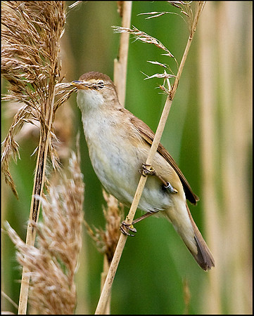 Reed Warbler, Upton Warren Moors, 22 May 2009