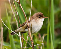 Reed Warbler, Upton Warren Moors, 22 May 2009