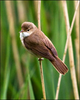 Reed Warbler, Upton Warren Moors, 22 May 2009