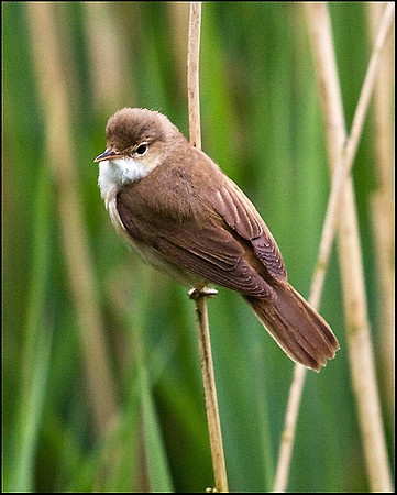 Reed Warbler, Upton Warren Moors, 22 May 2009