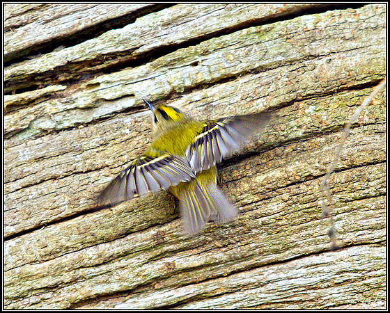 Goldcrest, Hillers, January 2011