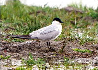 Gull-billed Tern (Gelochelidon nilotica), Mallorca, May 2016